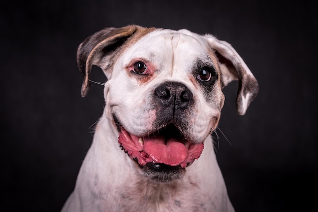 portret van de bokserhond