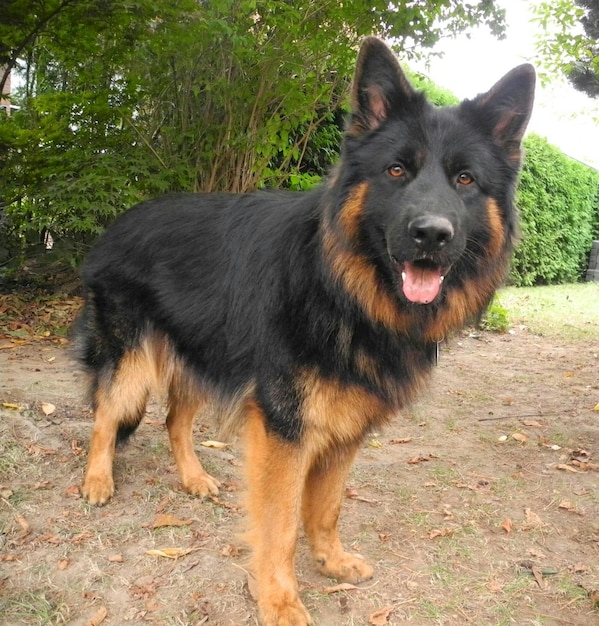 Foto portret van de duitse herder die op het veld staat