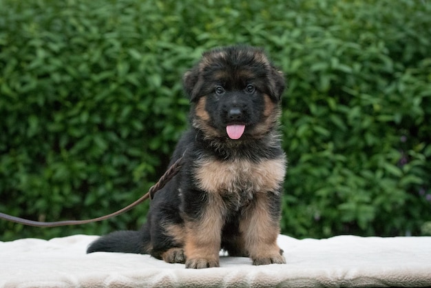 Foto portret van de duitse herder lang haar puppy hondje