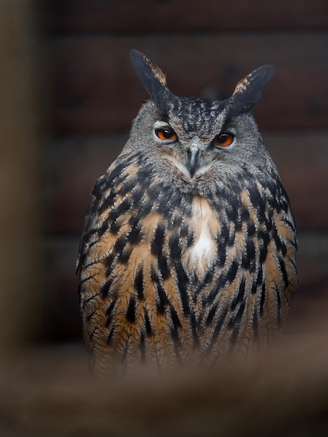 Foto portret van de euraziatische adelaarsuil