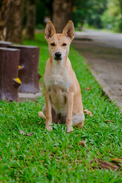 Portret van de hond is een melaatse op straat.