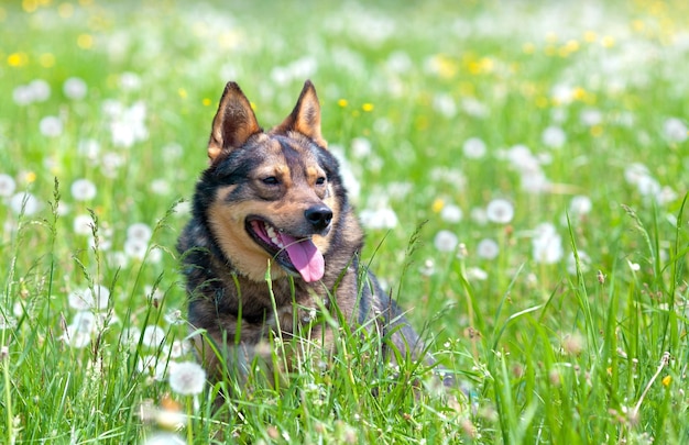 Portret van de hond zittend in een paardenbloemweide