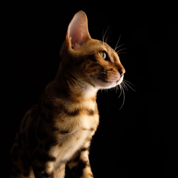 Portret van de jonge rasechte kat van Bengalen
