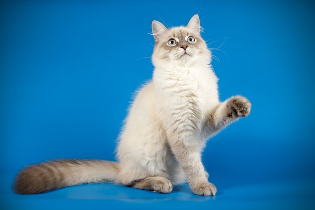 Portret van de kat van de neva-maskerade op een gekleurde muur