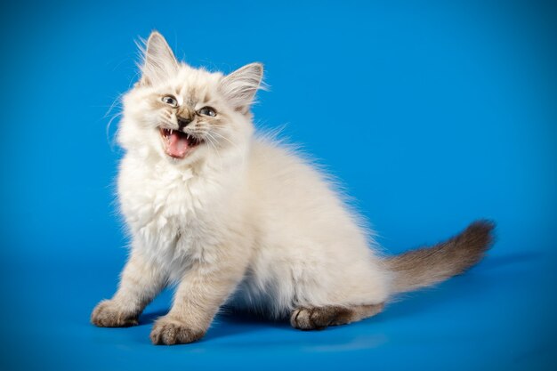 Portret van de kat van de neva-maskerade op een gekleurde muur