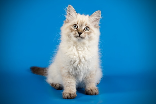 Portret van de kat van de neva-maskerade op een gekleurde muur