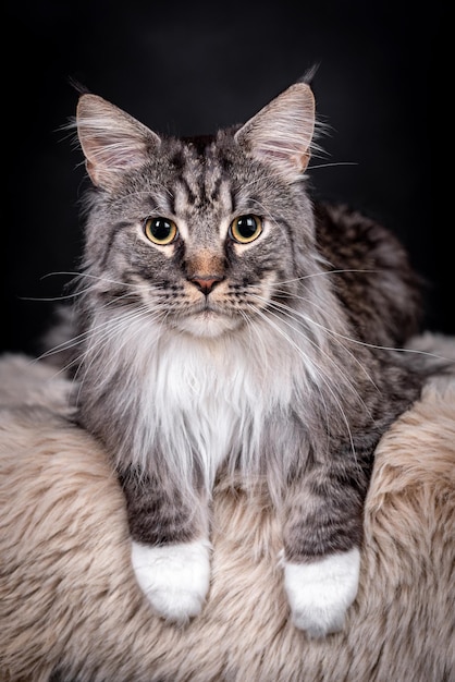 Foto portret van de maine coon-kat