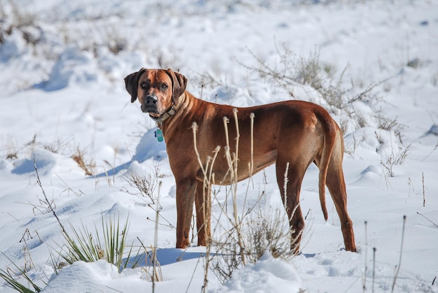 Portret van de Rhodesiaanse ridgeback op een met sneeuw bedekt veld