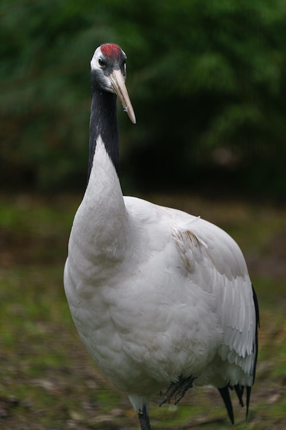 Foto portret van de rode gekroonde kraan