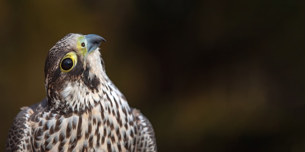 Portret van de slechtvalk, falco peregrinus