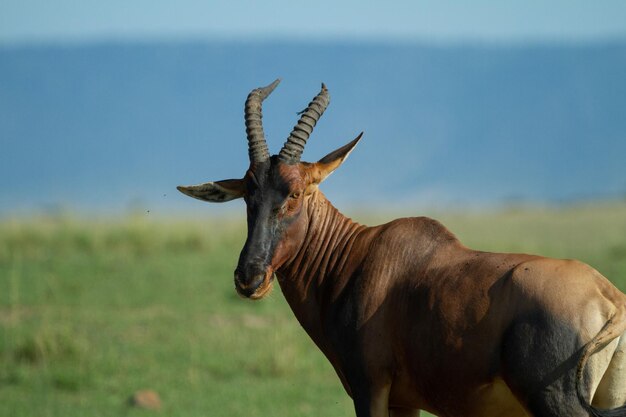 Foto portret van de topi-antilope