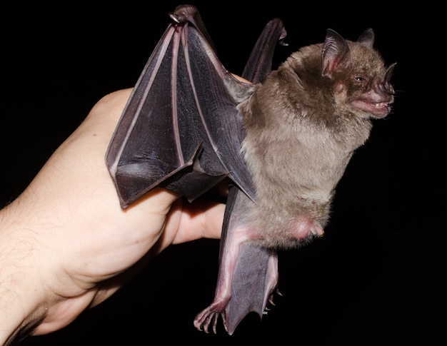 Portret van de vleermuis Omzoomde fruitetende vleermuis (Artibeus fimbriatus).