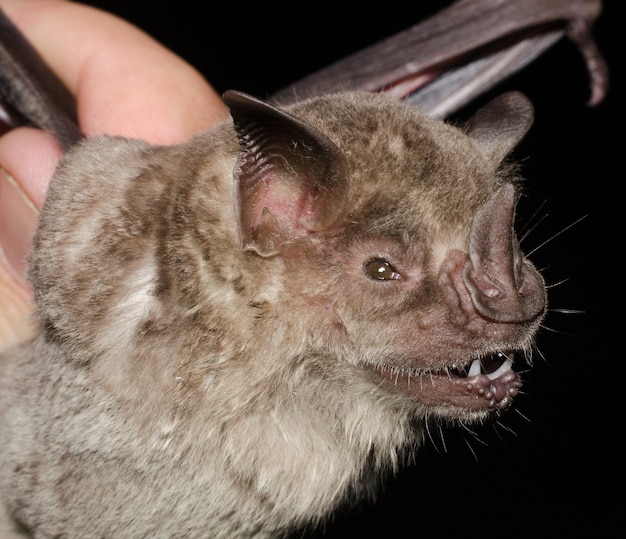 Portret van de vleermuis omzoomde fruitetende vleermuis (artibeus fimbriatus).