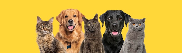Portret van diverse katten en gelukkige honden die samen zitten, geïsoleerd op geel
