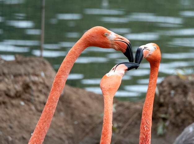 Portret van drie roze flamingo's aan het meer