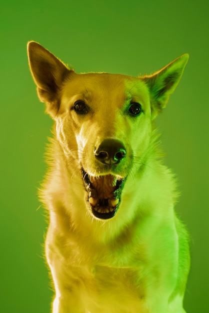 Foto portret van duitse herdershond in gradiëntverlichting