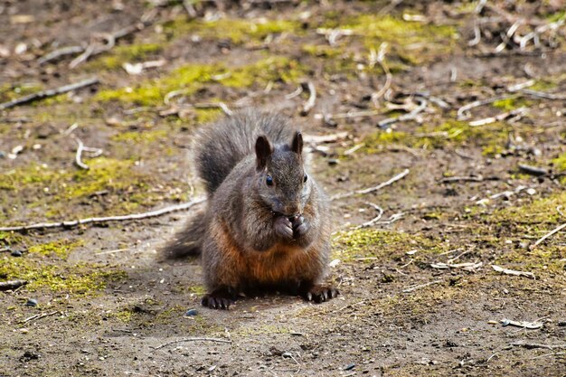 Foto portret van eekhoorn op het land
