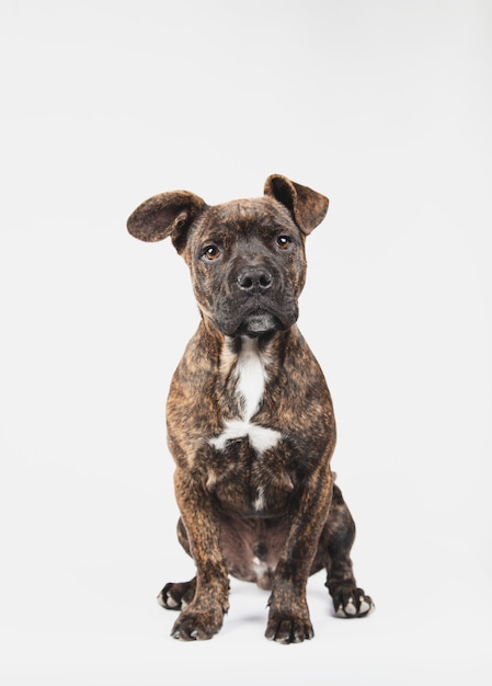 Portret van een 3 maanden oude Amerikaanse stanford puppyzitting die op witte achtergrond wordt geïsoleerd.