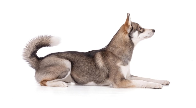 Portret van een 6 maanden oude Siberische Husky liggend op een witte achtergrond