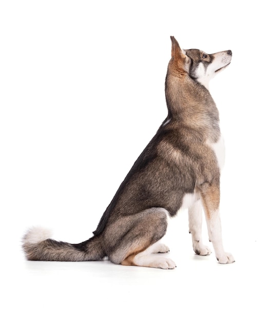 Portret van een 6 maanden oude Siberische Husky zittend en kijkend naar rechts op een witte achtergrond