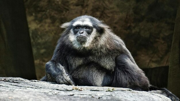 Portret van een aap die buiten zit