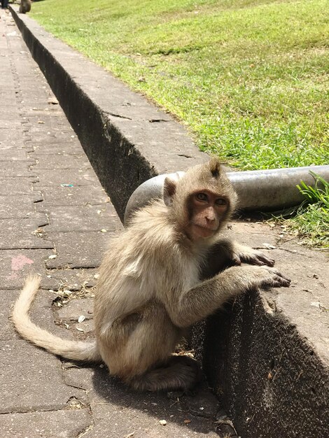 Portret van een aap in een tempel in Thailand