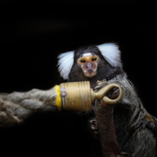 Foto portret van een aap