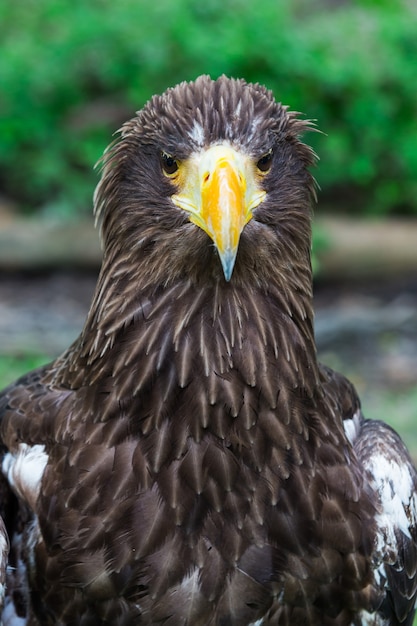 Portret van een adelaarsymbool de jacht