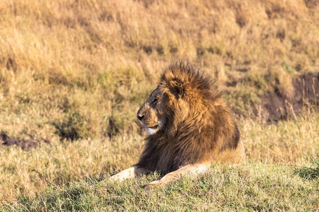 Portret van een Afrikaanse leeuw op een heuvel Masai Mara Kenia