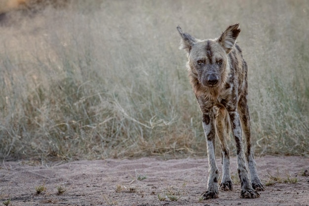Portret van een Afrikaanse wilde hond die op het gras staat