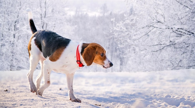 Portret van een Amerikaanse beagle-hond die in de winter door de sneeuw naar de camera in het park loopt