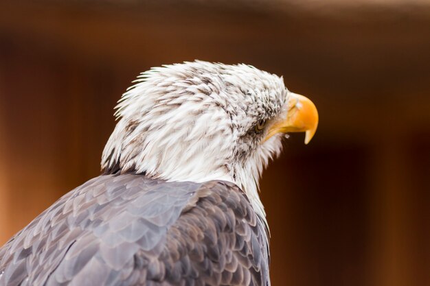 Portret van een amerikaanse zeearend (lat. haliaeetus leucocephalus)