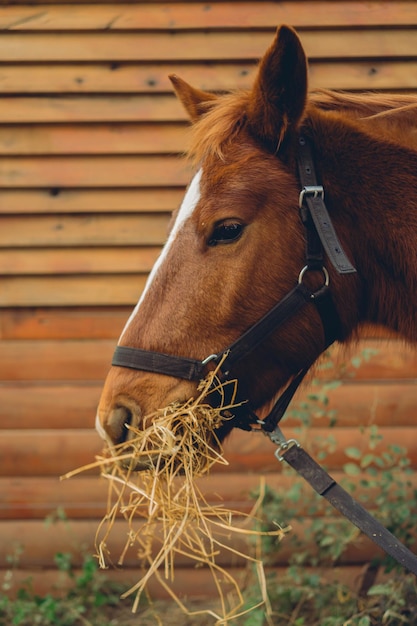 portret van een Argentijns polopaard van zuringkleur dat stro eet