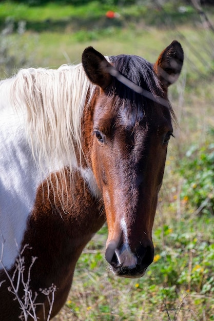 Portret van een assateague paard grazend in een weide van groen gras Typisch paard van de Indianen in westerse films bruin en wit