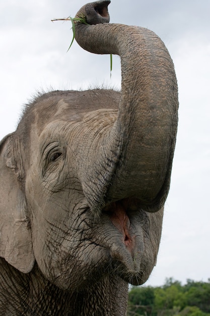 Portret van een Aziatische olifant. Indonesië. Sumatra. Way Kambas National Park.