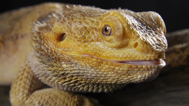 Portret van een baardagaam Pogona vitticeps in een terrarium