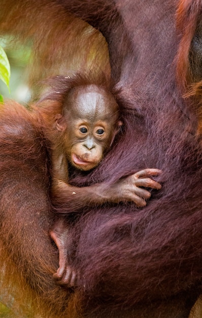 Portret van een baby orang-oetan. Detailopname. Indonesië. Het eiland Kalimantan (Borneo).