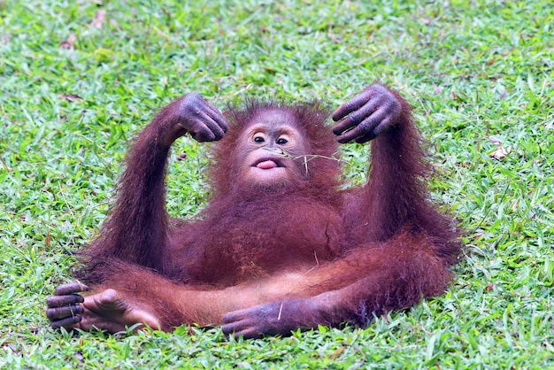 Portret van een baby orang-oetan