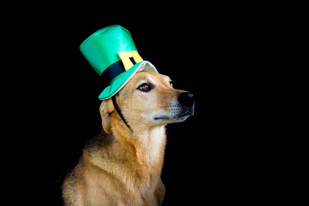 Portret van een bastaardhond met st patricks daghoed