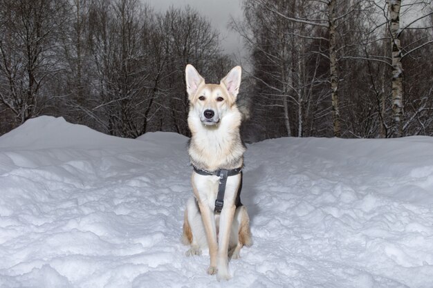 Portret van een bastaardhond zittend op sneeuw in de winter op een witte achtergrond in de studio