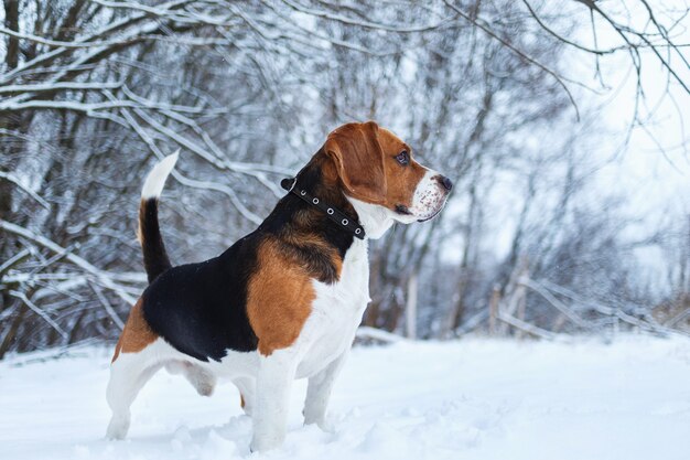 Portret van een Beagle hond in de winter close-up, staande op een weide opzij kijken