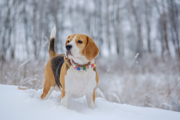 Portret van een Beagle-hond op een wandeling in het winterpark na een zware sneeuwval