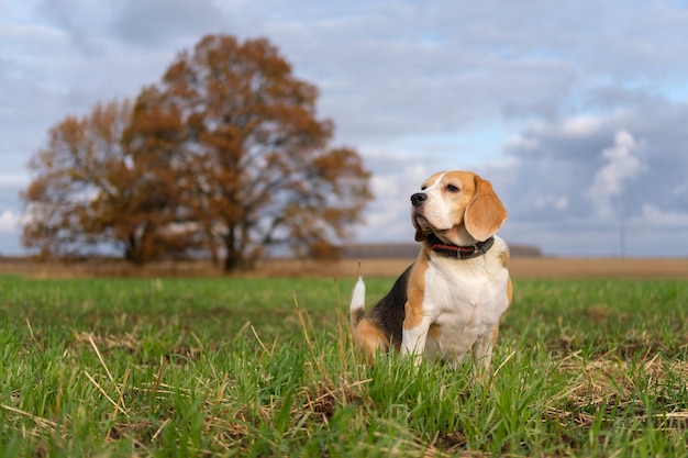 Portret van een Beagle-hond op mooie de herfsteik met geel gebladerte. Beagle op een wandeling op een herfstdag