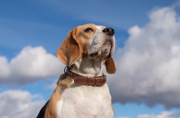 Portret van een Beagle-hond over witte wolken en blauwe hemel