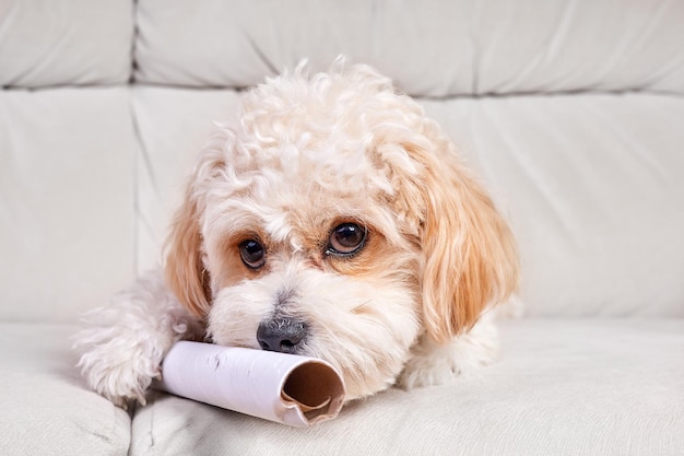 Portret van een beige Maltipoo-puppy met een kartonnen buis op de bank