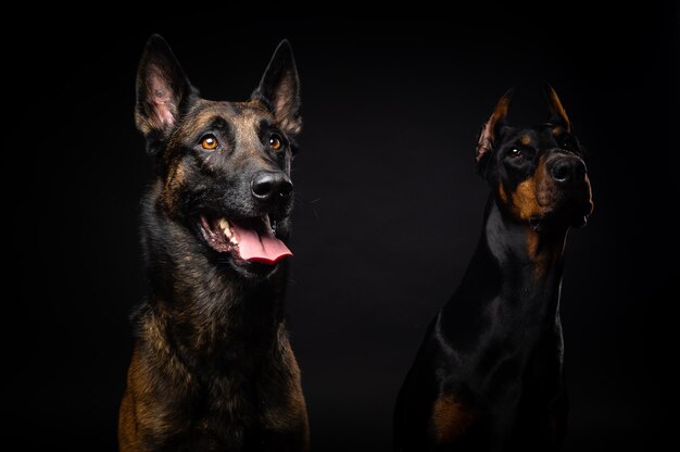 Portret van een Belgische herdershond en een Doberman op een geïsoleerde zwarte achtergrond Studio shot close-up