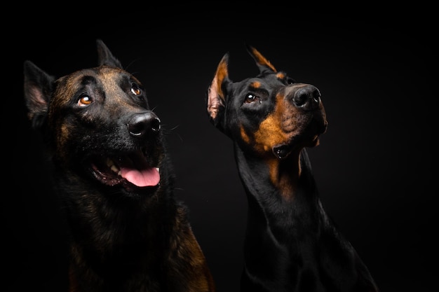 Portret van een Belgische herdershond en een Dobermann op een geïsoleerde zwarte achtergrond