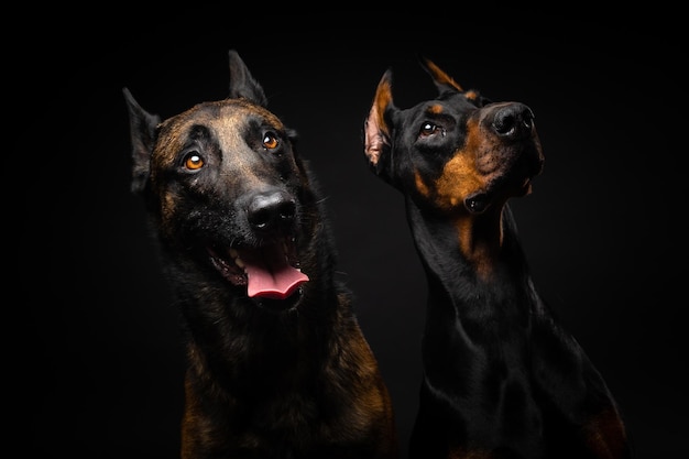 Portret van een Belgische herdershond en een Dobermann op een geïsoleerde zwarte achtergrond