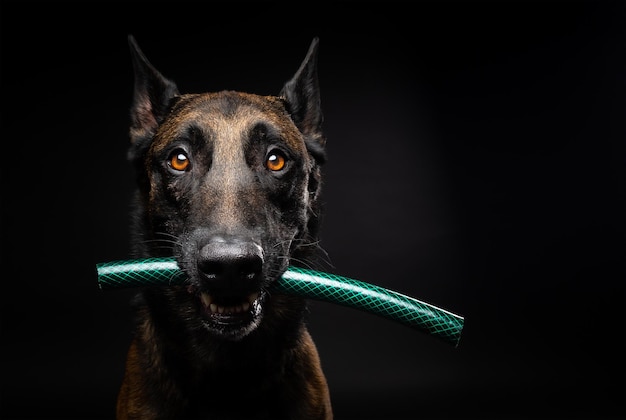 Portret van een Belgische herdershond met een speeltje in zijn mond geschoten op een geïsoleerde zwarte achtergrond