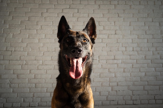 Portret van een Belgische herdershond